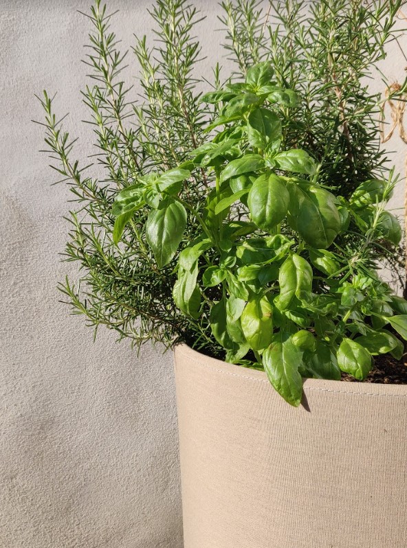 basilic pot